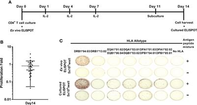 Comprehensive analysis of mycobacterium tuberculosis antigen-specific CD4+ T cell responses restricted by single HLA class II allotype in an individual